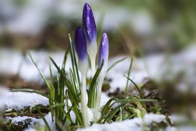 Зимно слънце - от 8 до 10-11 градуса