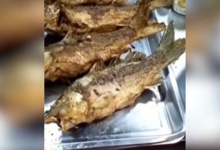 Пържена риба се движи като жива. Какво се случва? (видео)