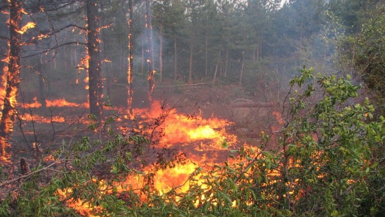 Горските пожари това лято са значително по-малко от миналото