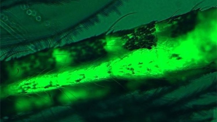 Замърсяването с микропластмаса е навсякъде
