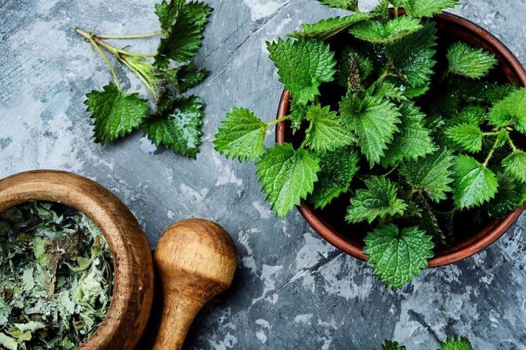 Копривата - храна и лекарство 