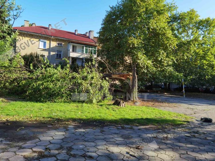 Дърво се стовари до детска площадка в Кърджали, щастие е, че няма пострадали малчугани