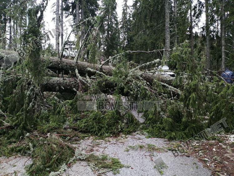 Пожарникари разчистваха паднали от силния вятър дървета