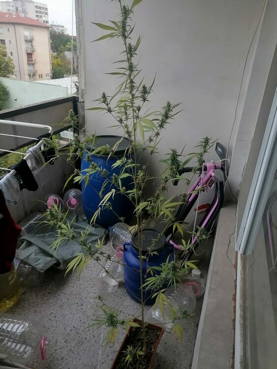 Арестуваха мъж и жена за над 6 кг марихуана