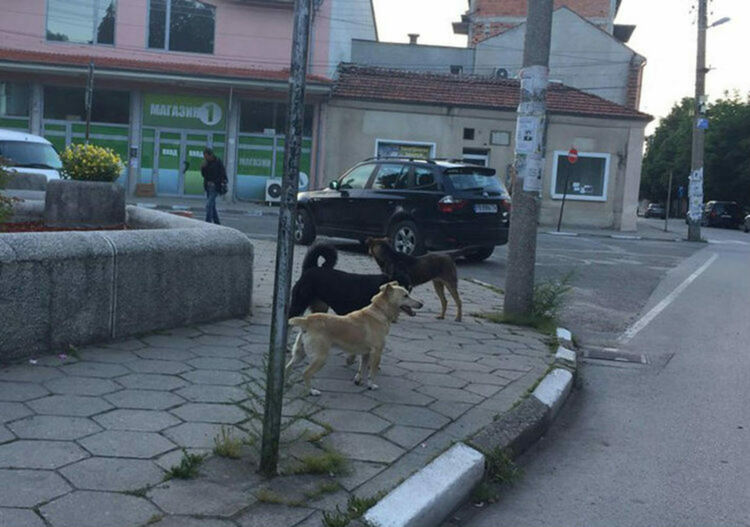 Приета е програма за овладяване на бездомните кучета