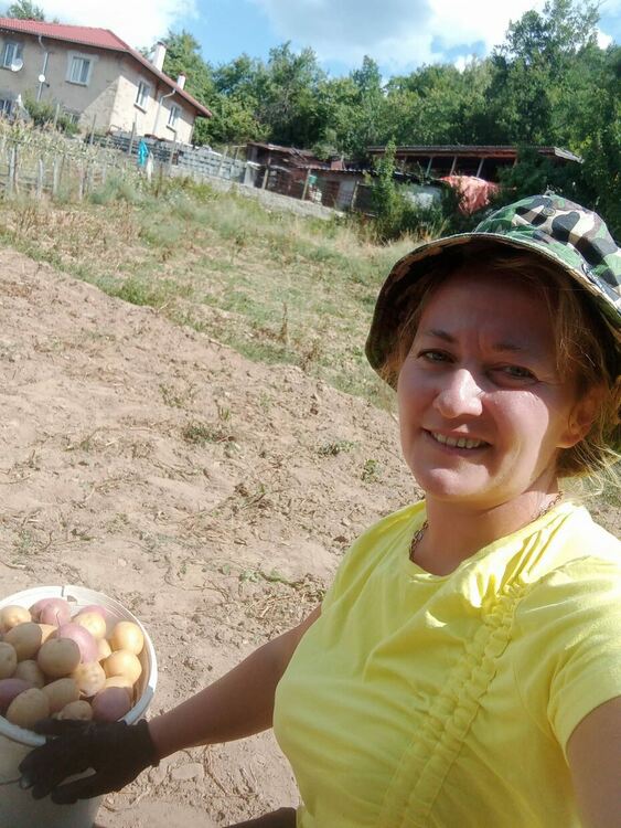 В Ахрянско се радват на богата реколта от картофи