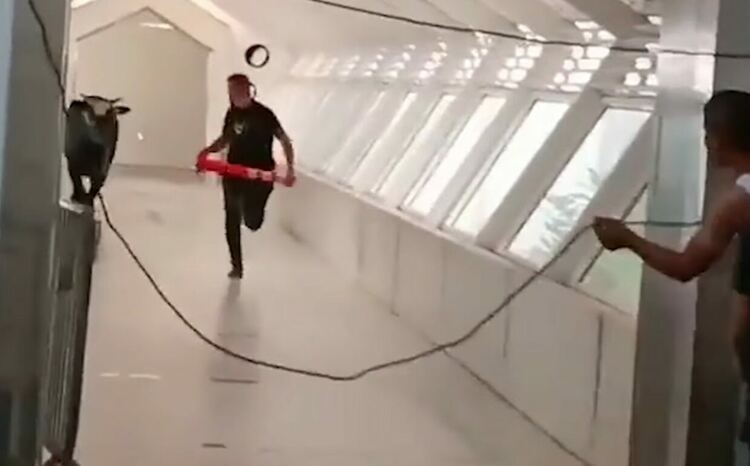 Бик беглец нахлу в израелска банка