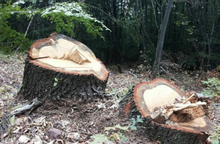 Досъдебно производство за незаконна сеч на 43 смърча 