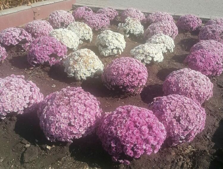 Десетки хризантеми разкрасиха село Градина