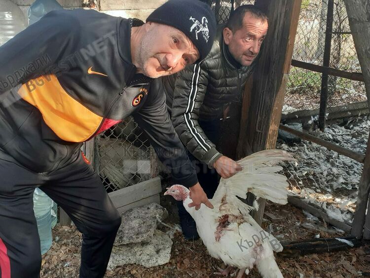 Бездомни кучета натръшкаха 50 пуйки в стопанство в Прилепци, собственикът се жалва в Общината