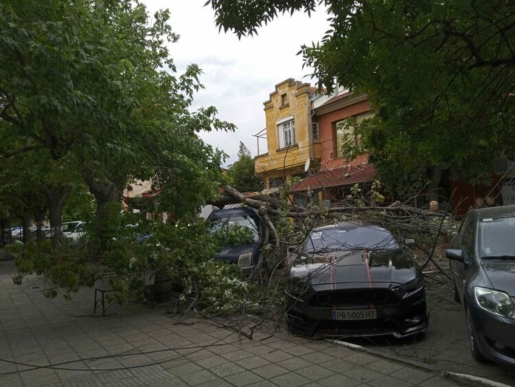 Силният вятър счупи клон, предизвика инциденти в центъра на Първомай