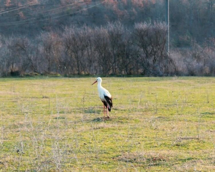 В Маджарово се радват на първия щъркел в района