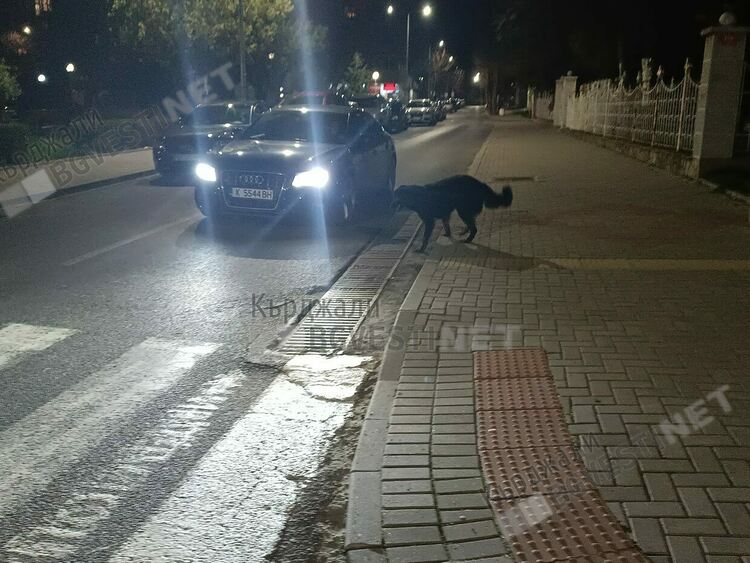 Бездомни кучета създават проблеми за движението в центъра на Кърджали