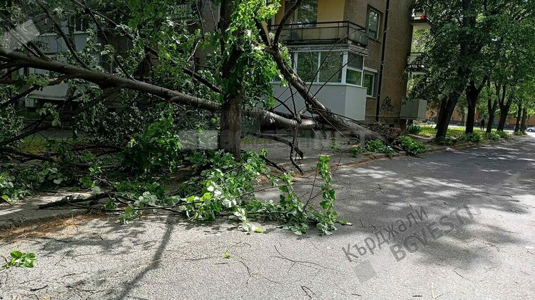 Вятърът изкорени дърво в центъра на Кърджали, за радост няма пострадали
