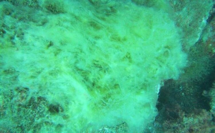 Океански водорасли неочаквано помагат за охлаждането на Земята