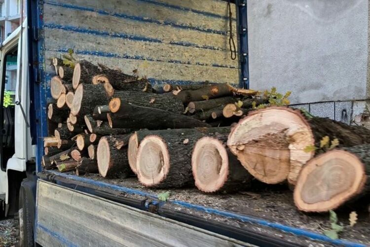 Десетки дървета са изсечени незаконно във вековна гора в София
