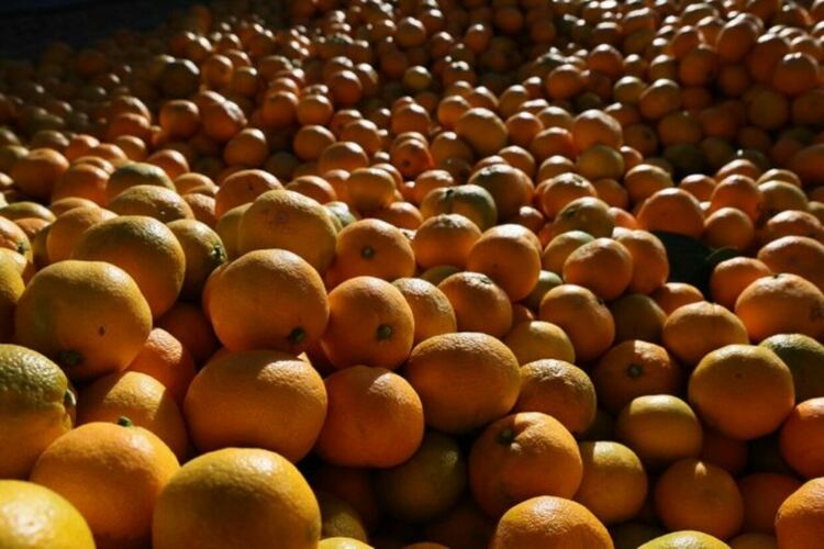Грах за мандарини. Русия се връща към бартерната търговия от 90-те