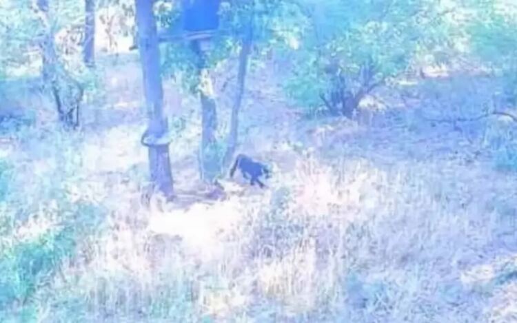 Дебнат за леопарда над Шумен, а той бил край Провадия