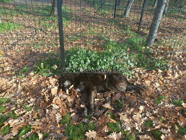Нов случай на отровено куче в Хасково