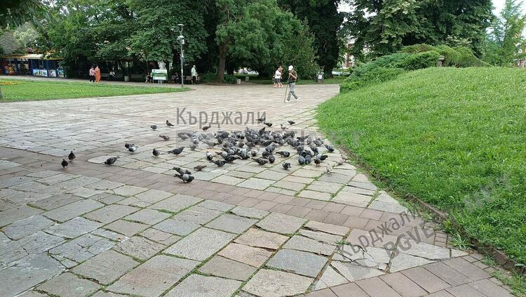   Ята диви гълъби обсебват парковете в Кърджали,не дават шанс на врабчета и гугутки