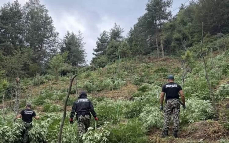 Десетки полицаи с хеликоптер откриха над 3 тона марихуана в Пирин